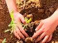 The hands of a little child planting a plant in a fertile soil. Royalty Free Stock Photo