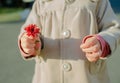 Hands of a little girl in a beige coat holding a dark red chrysanthemum flower Royalty Free Stock Photo