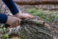 Hands of little girl or boy using a Swiss knife, sawing a piece of wood in the forest, nobody