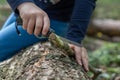 Hands of little girl or boy using a Swiss knife, sawing a piece of wood in the forest, nobody