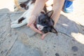 Little girl stroking white and black cat mustaches on the ground