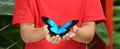 Hands of a little girl holds a Ulysses Swallowtail Royalty Free Stock Photo