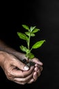 Hands with a little tree Royalty Free Stock Photo