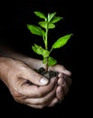 hands with a little tree Royalty Free Stock Photo