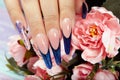 Hands with long artificial blue french manicured nails and peony flowers Royalty Free Stock Photo