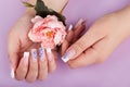 Hands with long artificial french manicured nails holding pink rose flower Royalty Free Stock Photo