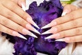 Hands with long artificial french manicured nails and a purple Iris flower