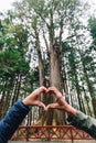 Hands Making Heart Shape in front of thousand year cypress in Alishan National Forest Recreation Area in winter in Chiayi County