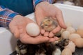 Hands of a male farmer holding a small fluffy chick and a chicken egg against the background of incubation, poultry farming Royalty Free Stock Photo