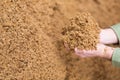 Hands of male farmworker holding handful of brewers grains Royalty Free Stock Photo