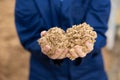 Hands of male farmworker holding handful of brewers grains