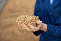 Hands of male farmworker holding handful of brewers grains