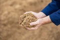 Hands of male farmworker holding handful of brewers grains