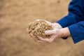 Hands of male farmworker holding handful of brewers grains Royalty Free Stock Photo