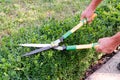 Hands of man cuts branches from boxwood bush with garden pruner. Buxus sempervirens