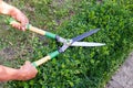 Hands of man cuts branches from boxwood bush with garden pruner. Buxus sempervirens. Royalty Free Stock Photo