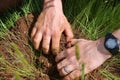 Hands of a man (entomologist) digging a hole in an anthill Royalty Free Stock Photo