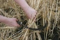 Hands of a man harvesting cutting ripe wheat with a sickle