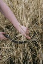 Hands of a man harvesting cutting ripe wheat with a sickle