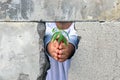 Men hands holding a green sprout of the tree of releasing it into the air through the crack in the concrete wall. Symbol of