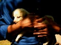 Hands of man holding puppy dog Royalty Free Stock Photo