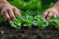 Hands of man planting lettuce seedlings in vegetable garden