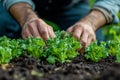 Hands of man planting lettuce seedlings in vegetable garden