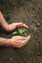 Hands of a man planting a young organic plant of pepper in the ground. Planting pepper seedlings Royalty Free Stock Photo