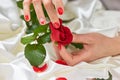 Hands with manicured nails and red rose. Royalty Free Stock Photo