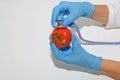 Hands in medical gloves hold a tomato, which is examined with a stethoscope. Concept of the problem of ecology and application of