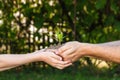 Hands of a man and child holding a young plant against a green natural background in spring. Ecology concept copy space