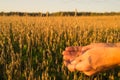 Hands of men holding ears of oats Royalty Free Stock Photo
