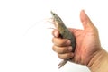 The hands of men are holding fresh raw pacific white shrimp on white backgroundThe hands of men are holding fresh raw pacific whit Royalty Free Stock Photo