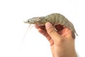 The hands of men are holding fresh raw pacific white shrimp on white background Royalty Free Stock Photo