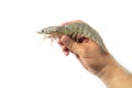 The hands of men are holding fresh raw pacific white shrimp on white background Royalty Free Stock Photo