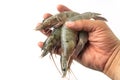 The hands of men are holding group of fresh raw pacific white shrimp on white background