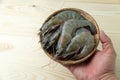 The hands of men are holding group of fresh raw pacific white shrimp in bamboo bowl on wooden table Royalty Free Stock Photo