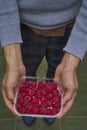 In the hands of a men juicy, fresh raspberries in a bowl Royalty Free Stock Photo