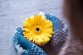 Hands in mittens are holding a gerbera flower in a cup Royalty Free Stock Photo