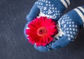 Hands in mittens are holding a gerbera flower Royalty Free Stock Photo