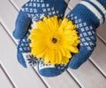 Hands in mittens are holding a gerbera flower Royalty Free Stock Photo