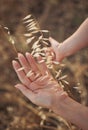 Hands of mom and a child in a wheat field. Transfer of experience in grain cultivation and bread production. Royalty Free Stock Photo