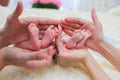 Mom and dad hands hold small legs of their two newborn twin babies Royalty Free Stock Photo