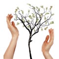 Hands and Money Tree