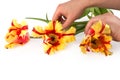 Hands moving three tulips Royalty Free Stock Photo