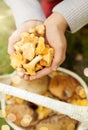 Hands with mushrooms and basket in forest Royalty Free Stock Photo