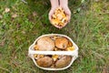 Hands with mushrooms and basket in forest Royalty Free Stock Photo