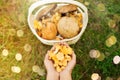 Hands with mushrooms and basket in forest Royalty Free Stock Photo