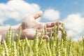 Hands near ears on cereals field