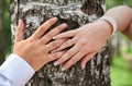 Hands of newly married couple on trunk of birch, close up Royalty Free Stock Photo